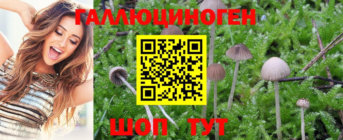Псилоцибиновые грибы GOLDEN TEACHER  Вход с VPN  Усть-Илимск  Галлюциногенные грибы Magic Shrooms 